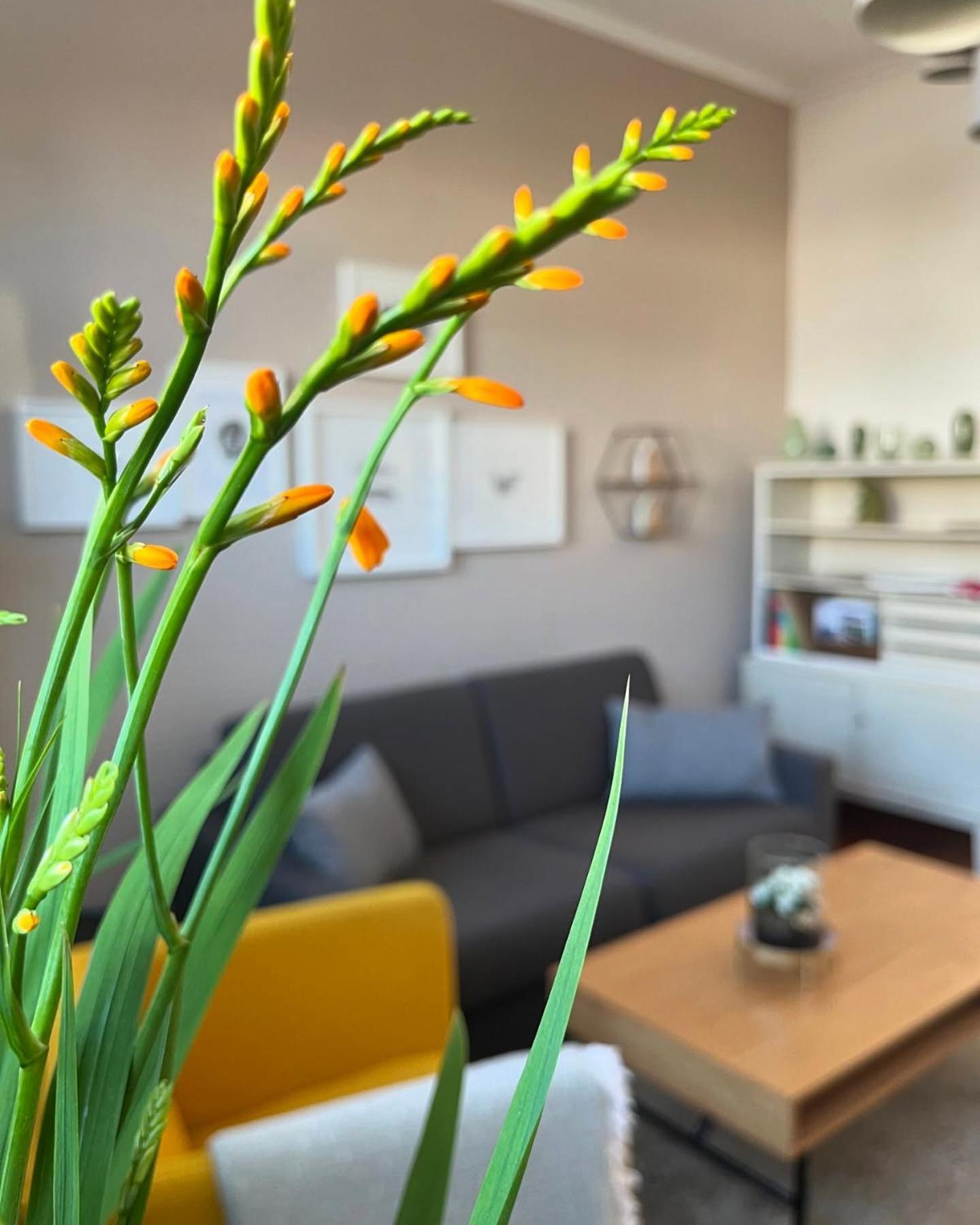 Ferienwohnung Schoenwaelder Mit Kleiner Terrasse Und Wall Box Букстегуде Екстер'єр фото